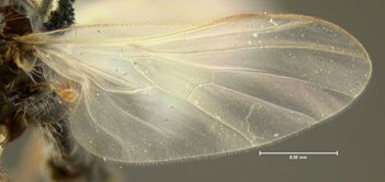 Media type: image;   Entomology 1118 Aspect: wing